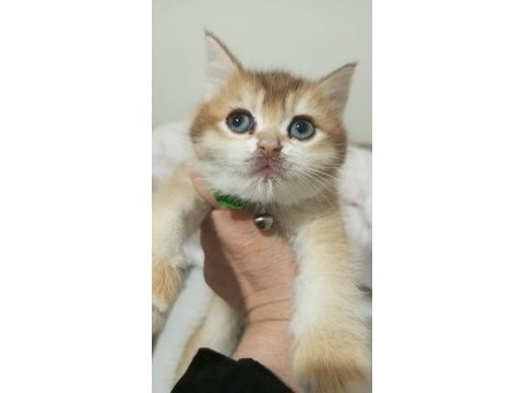 Golden ny12 british shorthair