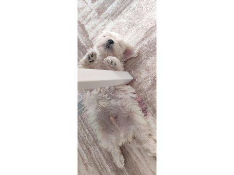 Minicik bir erkek maltese