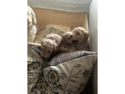 Toy poodle