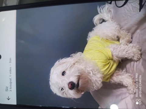 2.5 yaş terrier maltese dişi