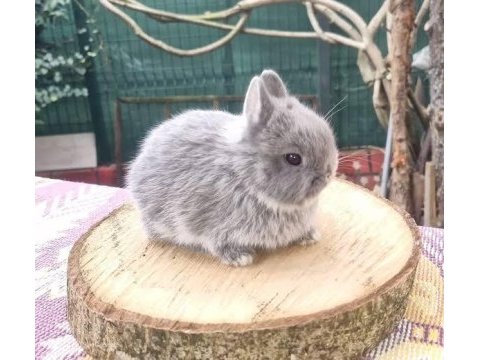 Orginal angora tavşanı