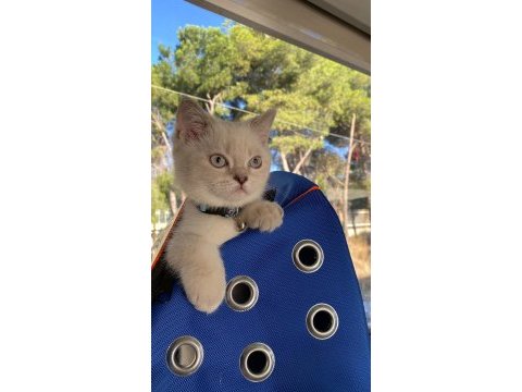 Bluepoint british shorthair yavru kediler