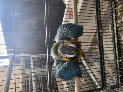 Bebek ara papağanı