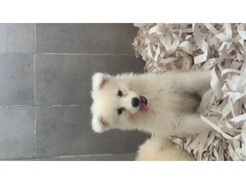 Burkem çiftliğimizden kar topu samoyed
