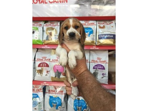 Topaç gibi beagle yavrular