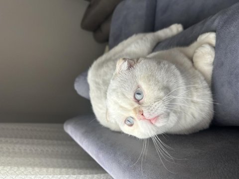 Beyaz scottish fold