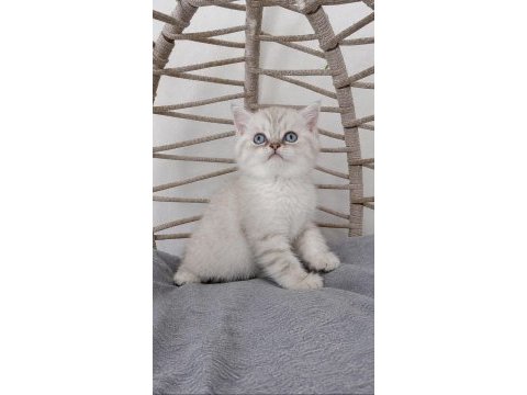 Safkan maviş gözlü eşsiz güzellikte kedilerim