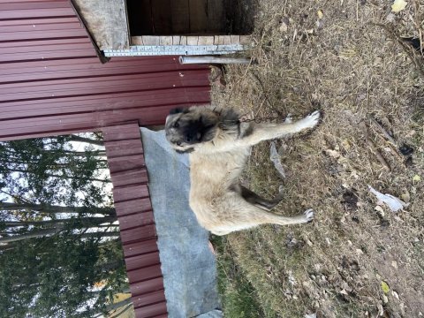 4+1 takım kangal