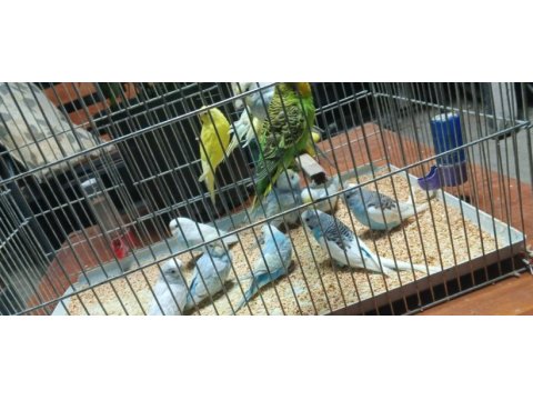Yeni yeme inmiş bebek alıştırmalık konuşturmalık kuşlar