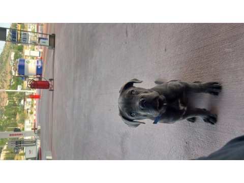 Koruma köpeği cane corso 10 aylık
