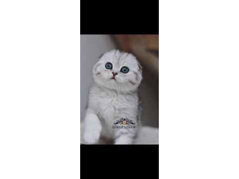Canım tosbik silver scottish fold shorthair 