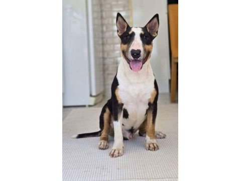 Bull terrier dişi standart