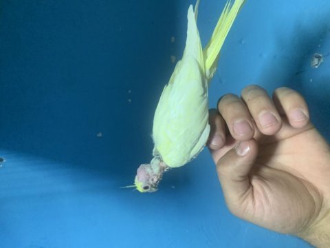 Ele alıştırmalık sultan papağanı bebekler