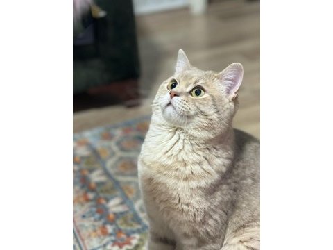 British shorthair prensimizi sahiplendirmek istiyoruz