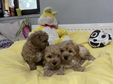 Maltipoo bebeklerimiz