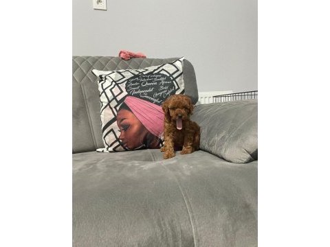 A kalite dişi poodle yavrularım