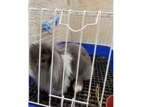 Erkek hollanda lop 5 aylık tavşan