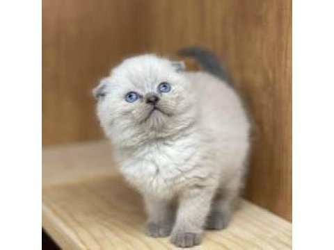 Mükemmel kulak yapısına sahip safkan scottish fold yavru