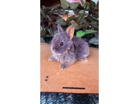 Hollanda lop ve cüce tavşan yavruları