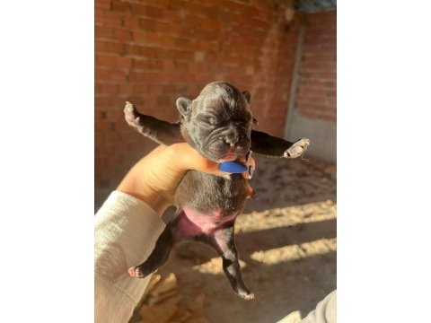 Rezerve french bulldog yavrular