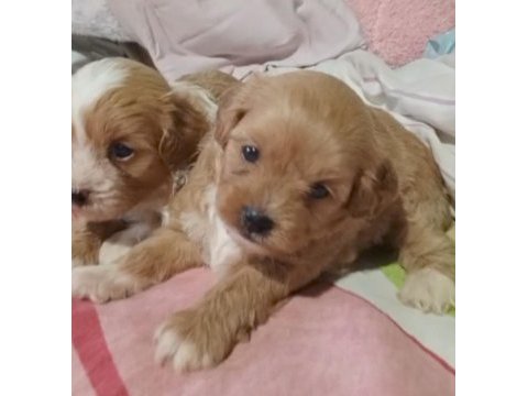 Maltipoo yavrular