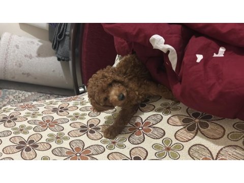 Sevimli toy poodle