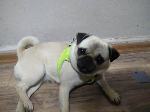 1 yaşında dişi pug uygun