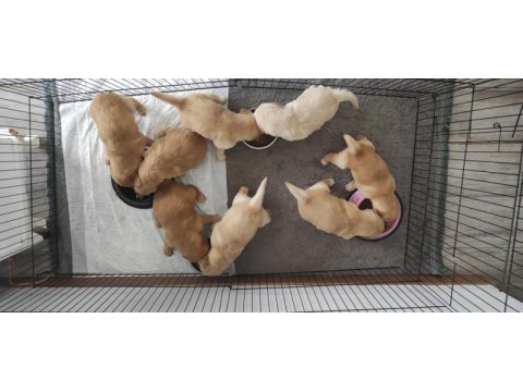Orjinal ırk baby face golden retriever yavruları