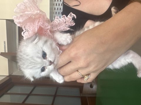 Yavru scottish fold