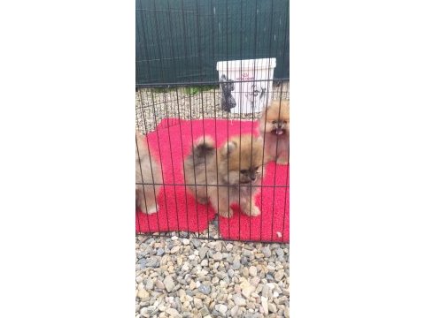 Bayram özel kampanya bayram şekerleri pomeranian boo