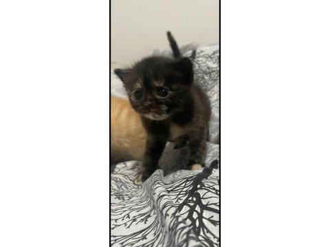 British shorthair yavru 8 mart doğumlu
