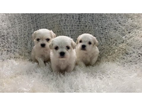 Evlerine gitmeye hazır maltese bebekler