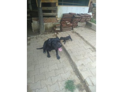 Sağlam ırk garantili mavi/siyah cane corso yavruları