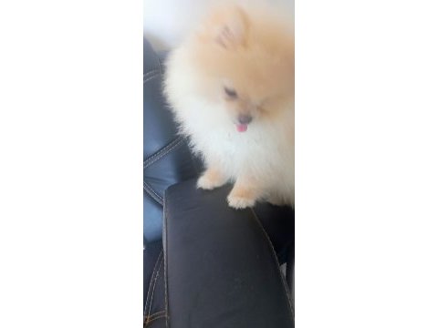 7.5 aylık dişi pomeranian uyguna