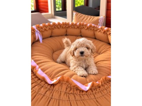 Sağlık garantili maltipoo yavrular 