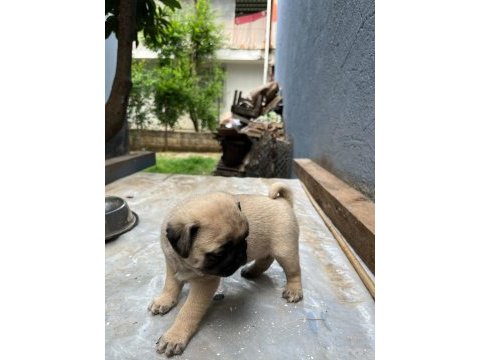 Pug mops rıfkı basık surat gül kuruk yavrular sizlerle