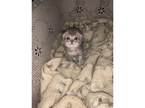 Anne baba şecereli scottish fold minikler