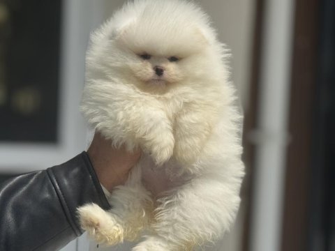 Tarım bakanlığı ruhsatlı çiftlikden pomeranian