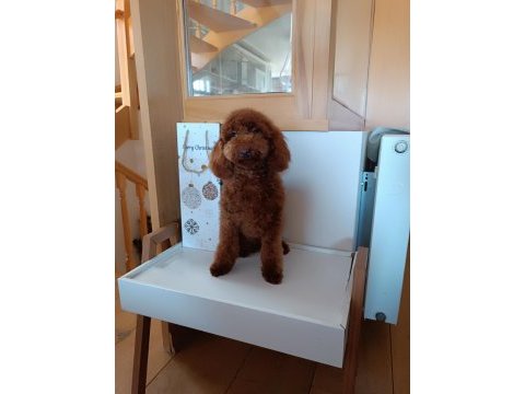 6 aylık red brown erkek poodle
