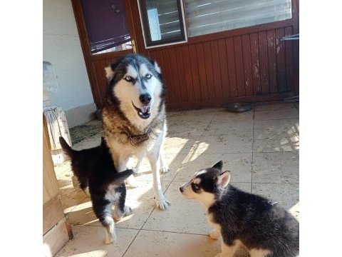Son 1 erkek 2 disi ömür boyu ırk garantili husky