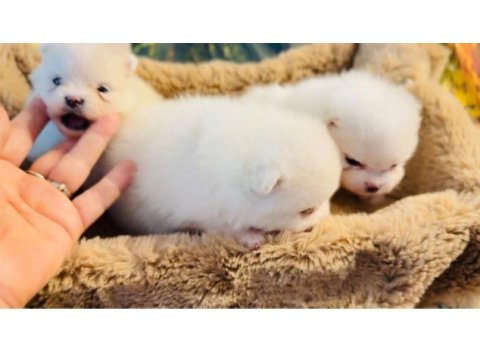 Pomeranian yavrular