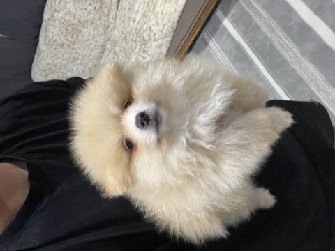 Wc eğitimli güzel anatomili bir yavru pomeranian