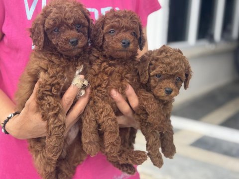 Garantili redbrown kore toy poodle yavrular