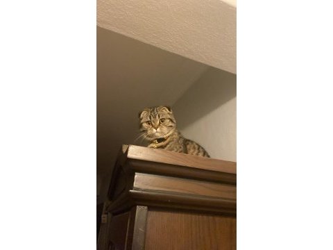Bir yaşına yeni girmiş scottish fold kızımıza eş arıyoruz