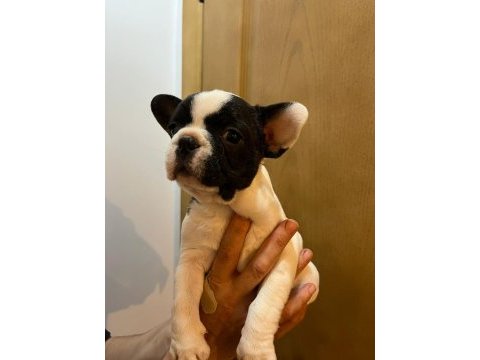 Fransiz bulldog yavrular izmir
