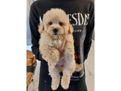 Maltipoo yavruları sağlık ve ırk garantili