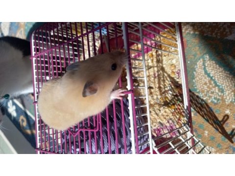 Yavru hamster