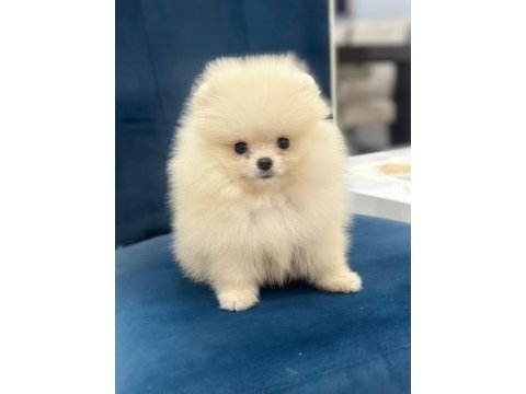 Pomeranian boo 80 günlük