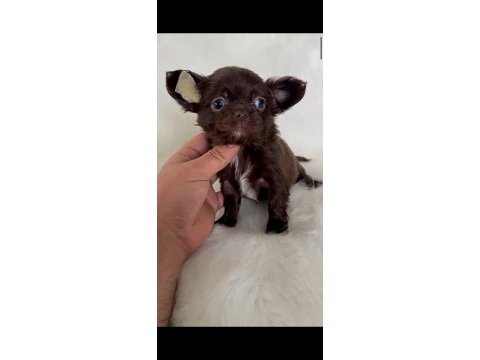Şivava (chihuahua)
