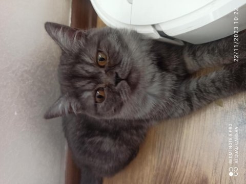 5 aylık british shorthair
